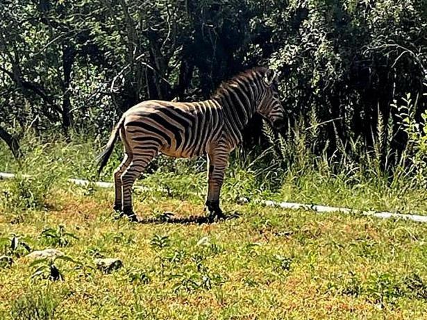 66 Sharalumbi Wildlife Estate Apartment Lydenburg Room photo